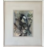 •Anna Dixon R.S.W. (Scottish, 1873-1959), Study of a Magpie, signed lower left, watercolour, framed.