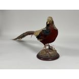 Taxidermy: a Golden Pheasant (Chrysolophus Pictus), full mount, on a circular wooden plinth.