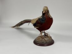 Taxidermy: a Golden Pheasant (Chrysolophus Pictus), full mount, on a circular wooden plinth.