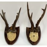 A pair of wall-mounted antlers on wooden plaques (h- 30cm)