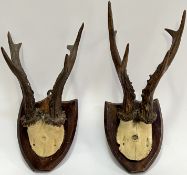 A pair of wall-mounted antlers on wooden plaques (h- 30cm)