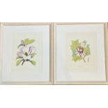 A pair of C.E.Faxon botanical prints of "Liriodendron Tulipfera.l." and "Magnolia Foetida" both in a