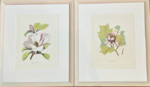 A pair of C.E.Faxon botanical prints of "Liriodendron Tulipfera.l." and "Magnolia Foetida" both in a