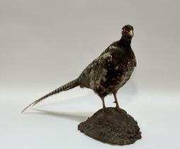 Taxidermy - A Ring-necked Pheasant full mount, perched on a wooden trunk. (h-46cm)