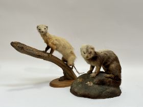 Taxidermy - A Winter Mink, full mount on a tree trunk (h-38cm) together with a Summer Mink, full