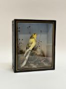 Taxidermy- A late 19th century study of a song bird, in a glazed ebonised case. (h-23cm w-19cm)