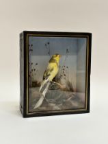 Taxidermy- A late 19th century study of a song bird, in a glazed ebonised case. (h-23cm w-19cm)