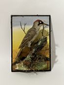 Taxidermy -  A 19thc Study of a European Green Woodpecker. (39cmx27cm)