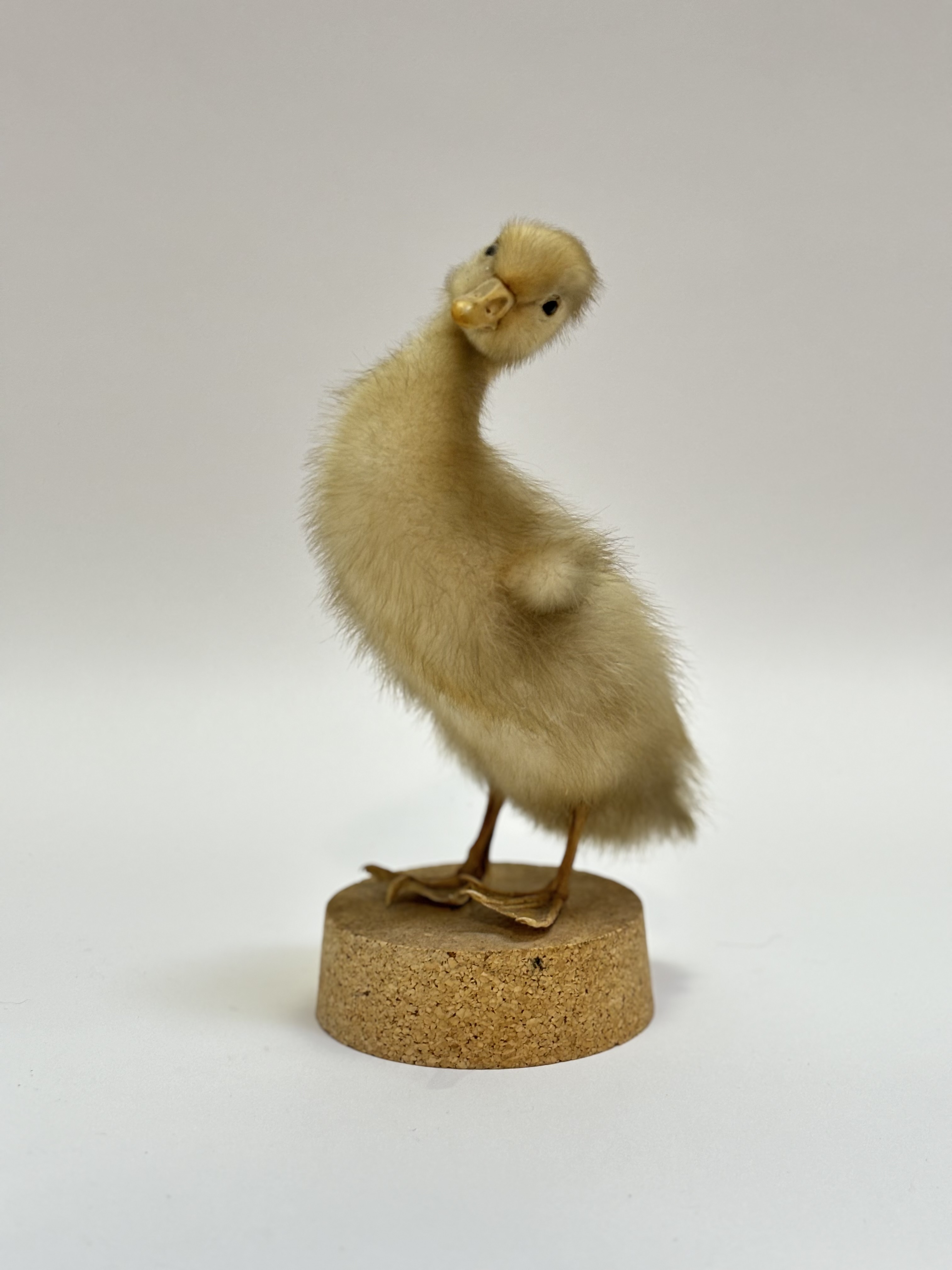 Taxidermy - A fluffy yellow duckling raised on a cork based. (duckling h-23cm)