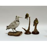 Taxidermy - group of three birds, comprising a song bird (h-22cm), a yellowhammer (h-27cm) and a