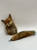 Taxidermy - The head of an orange fox with a clip on tail. (shows signs of moth a/f) (l including