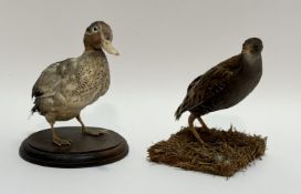 Taxidermy - A laysan duck raised on a circular wooden base (h-22cm) together with a laysan rail