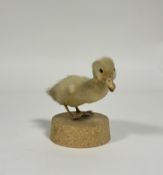 Taxidermy - A fluffy yellow duckling raised on a circular cork base. (h-13cm)