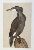 Williamson Bell (1938-2010), Cormorant, artist proof print, signed and titled bellow, in a gilt