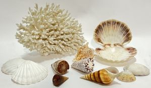 A mixed group of tropical shells, conch/hermit crab, scallop etc...together with a bleached coral (h