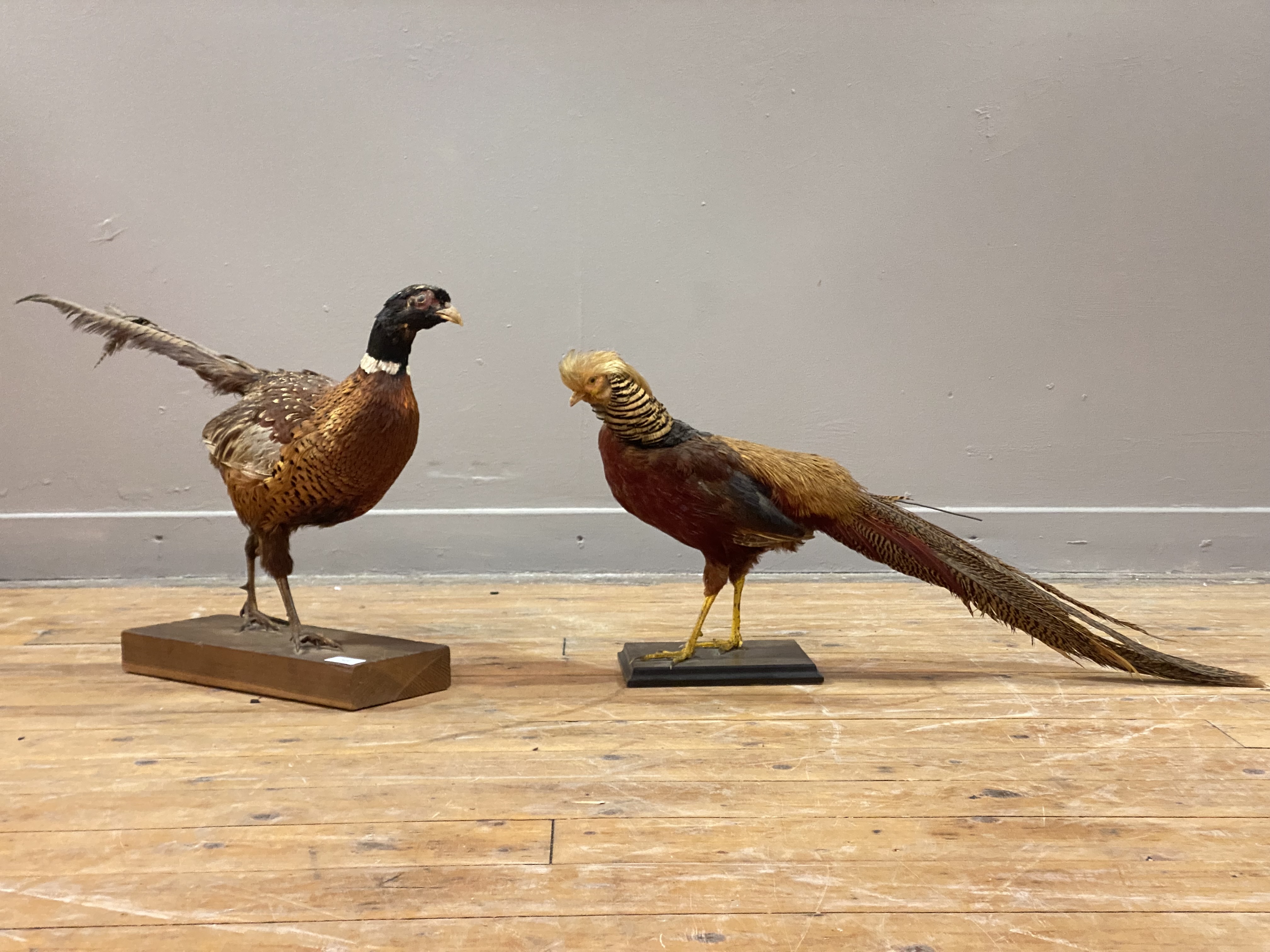 Taxidermy: A full study of a ring neck pheasant (Phasianus colchicus) striding on a stained pine