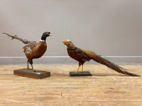 Taxidermy: A full study of a ring neck pheasant (Phasianus colchicus) striding on a stained pine