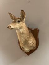 Taxidermy: a White Tailed Deer (Odocoileus Virginianus), shoulder mount