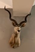 Taxidermy: a Cape Greater Kudu (Strepsiceros strepsiceros), shoulder mount