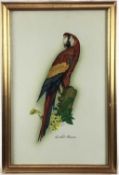 John Brown, contemporary gouache of a Scarlet Macaw Parrot, in gilt frame.