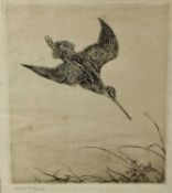 Winifred Austen (1876-1964) etching of a snipe, signed in pencil, framed and glazed