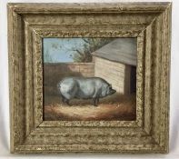 J. Box oil on canvas laid on board - a prize pig, signed, 20cm x 23cm, framed