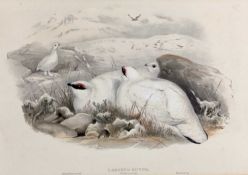 Late Victorian coloured lithograph - Lagopus Mutus, Ptarmigan in winter plumage, by J. Wolf and H.C.