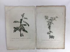 After Redoute by Langlois - a pair of coloured botanical engravings