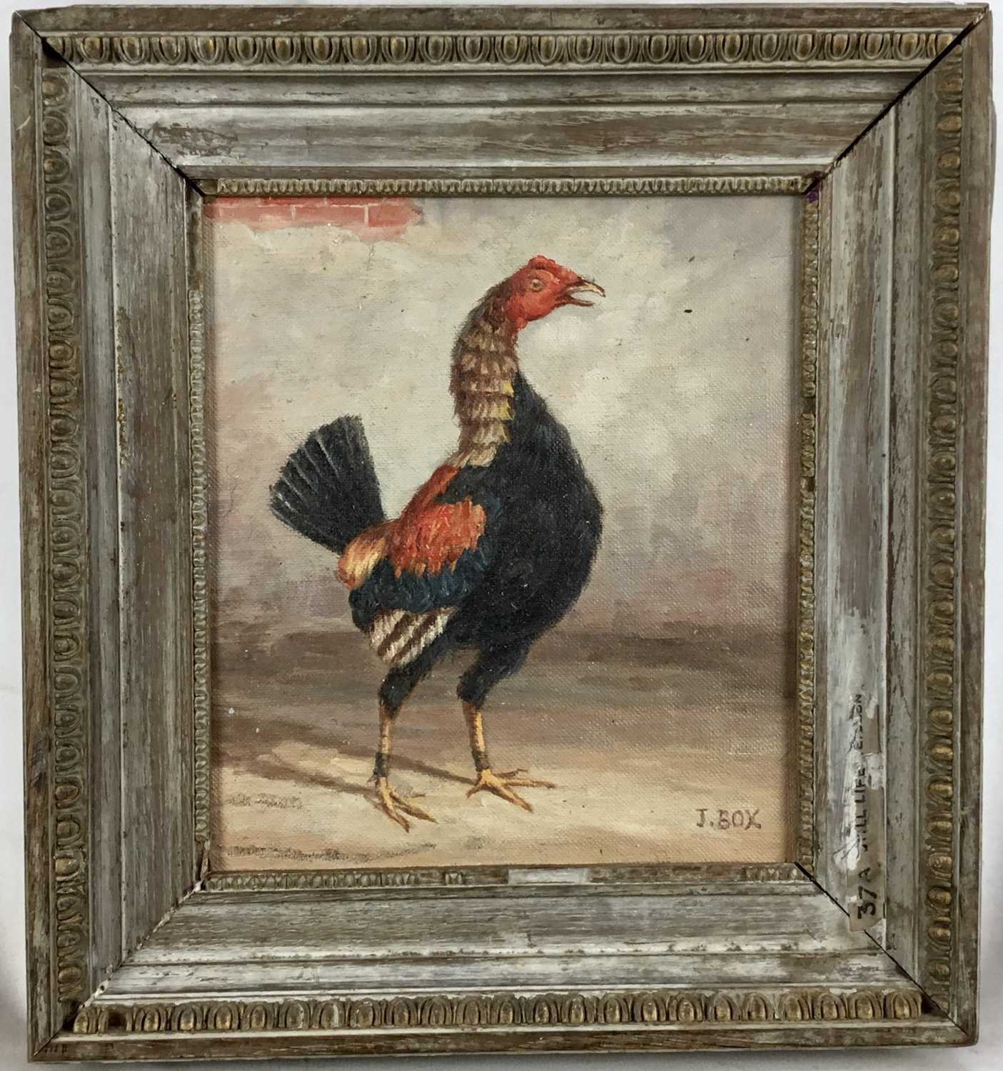 J. Box oil on canvas laid on board - a fighting cock, 23cm x 20cm, signed, framed