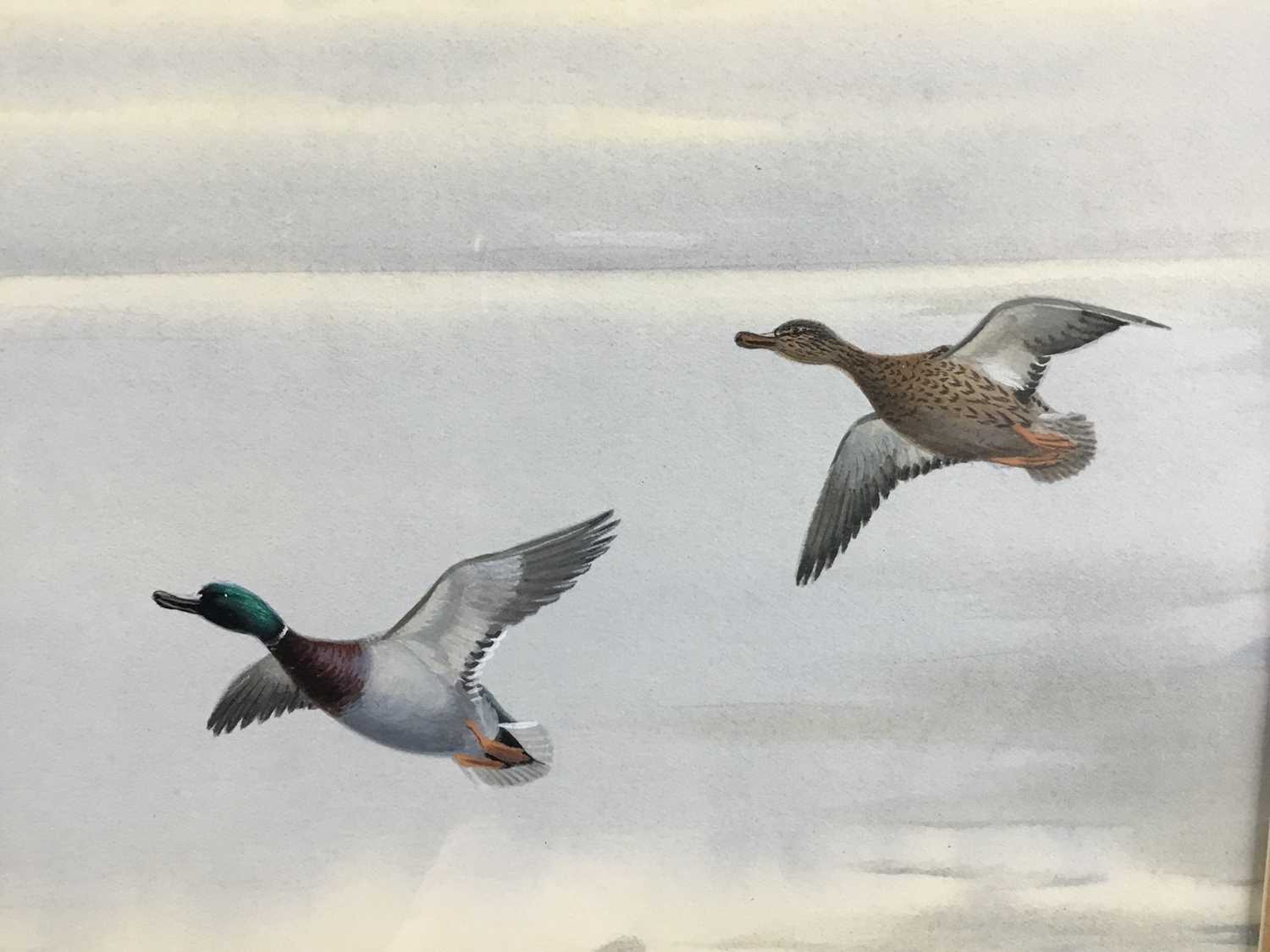 Philip Rickman (1891-1982) watercolour and gouache - Mallard in Flight, signed, 19cm x 28cm, in glaz - Image 4 of 7