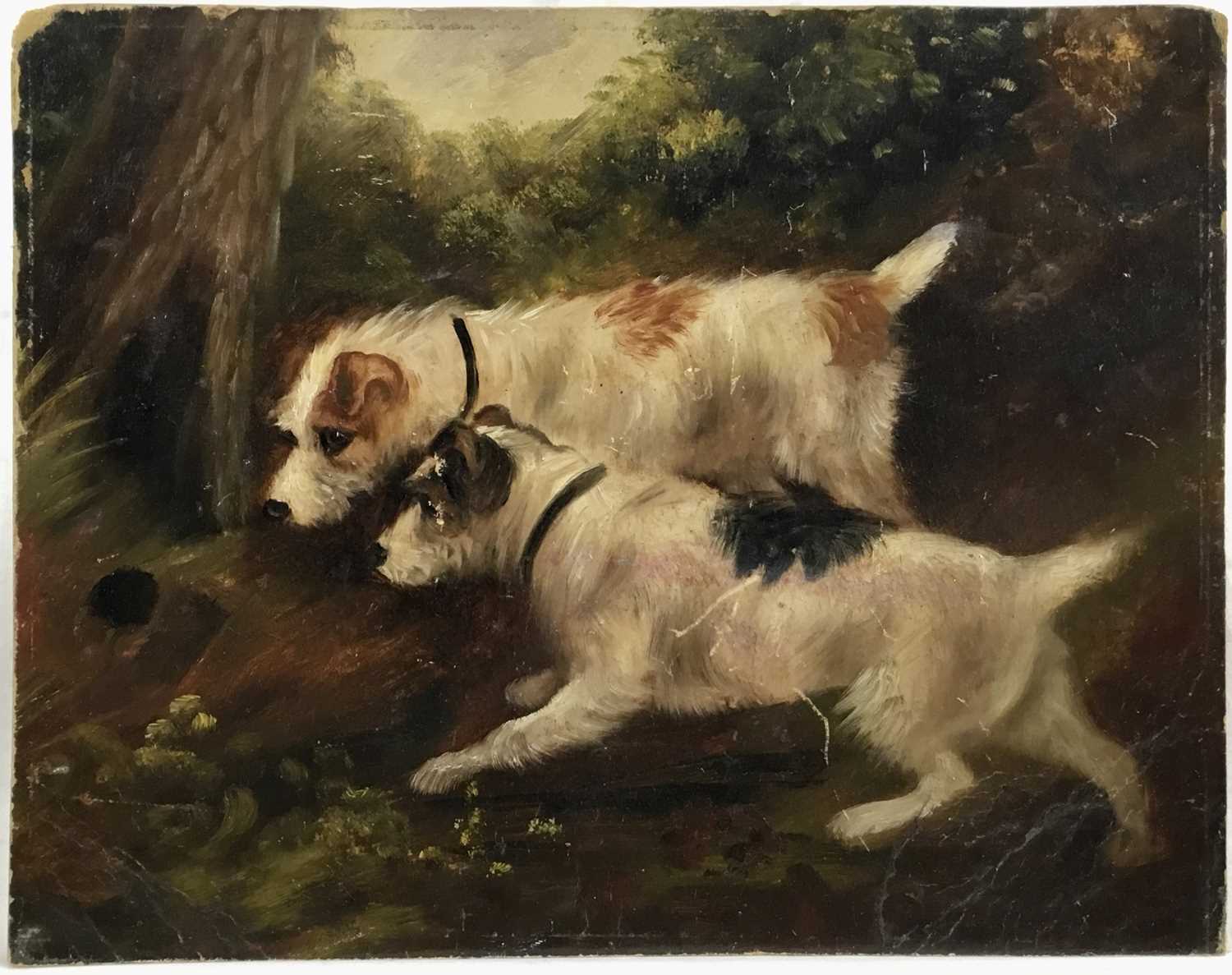 Attributed to Edward Armfield oil on board, a pair, Terrier Dogs rabbiting,