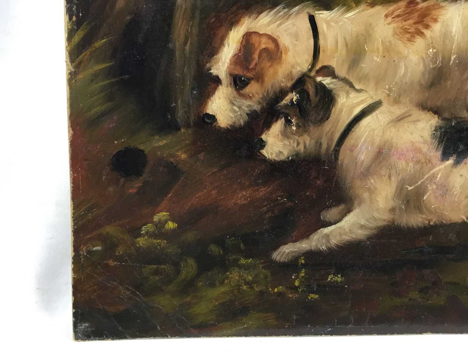 Attributed to Edward Armfield oil on board, a pair, Terrier Dogs rabbiting, - Image 3 of 7