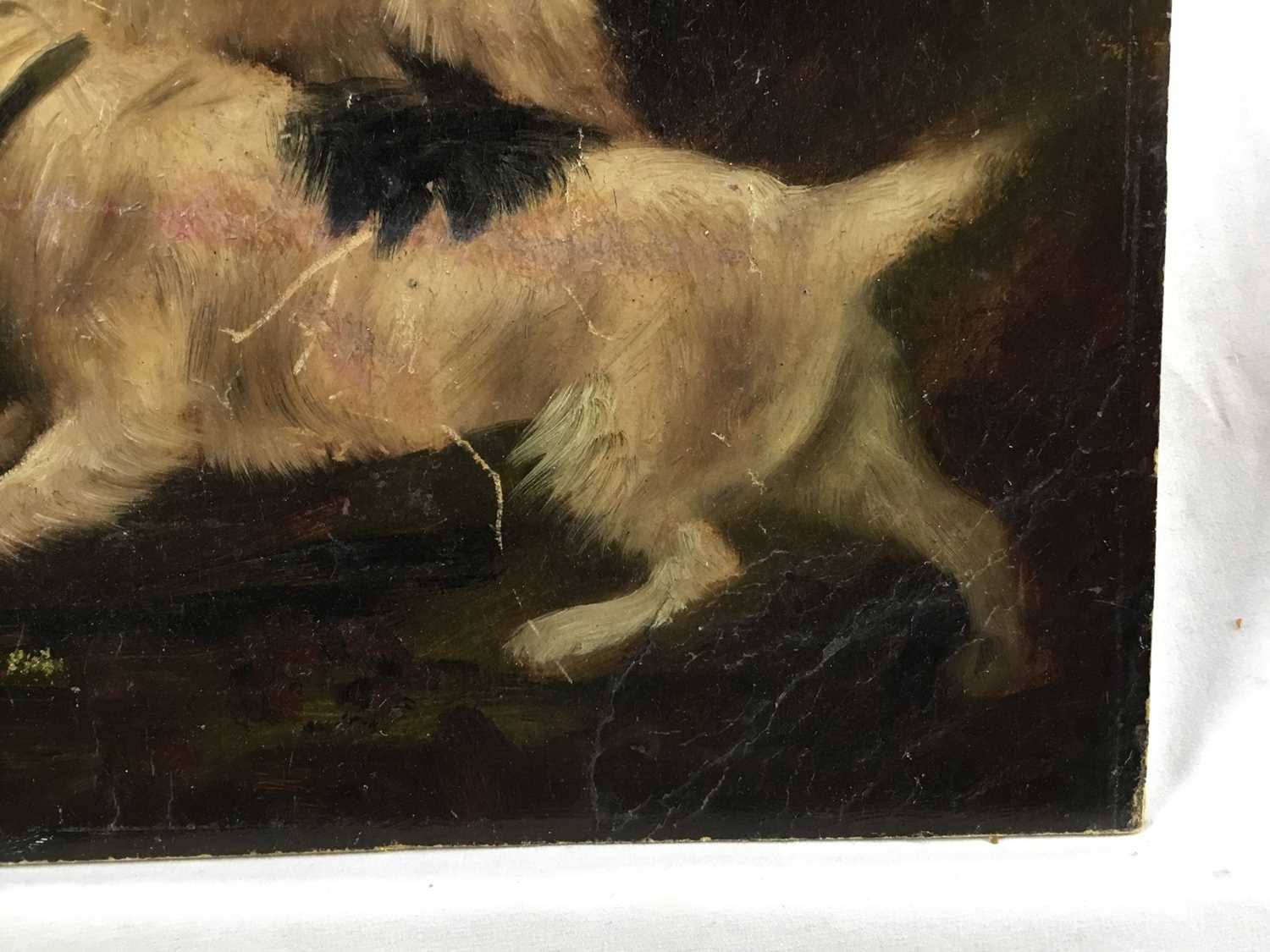 Attributed to Edward Armfield oil on board, a pair, Terrier Dogs rabbiting, - Image 4 of 7