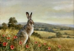 Neil Cox, contemporary, watercolour - Hare in a Poppy Field, signed, 18cm x 25cm, in glazed gilt fra