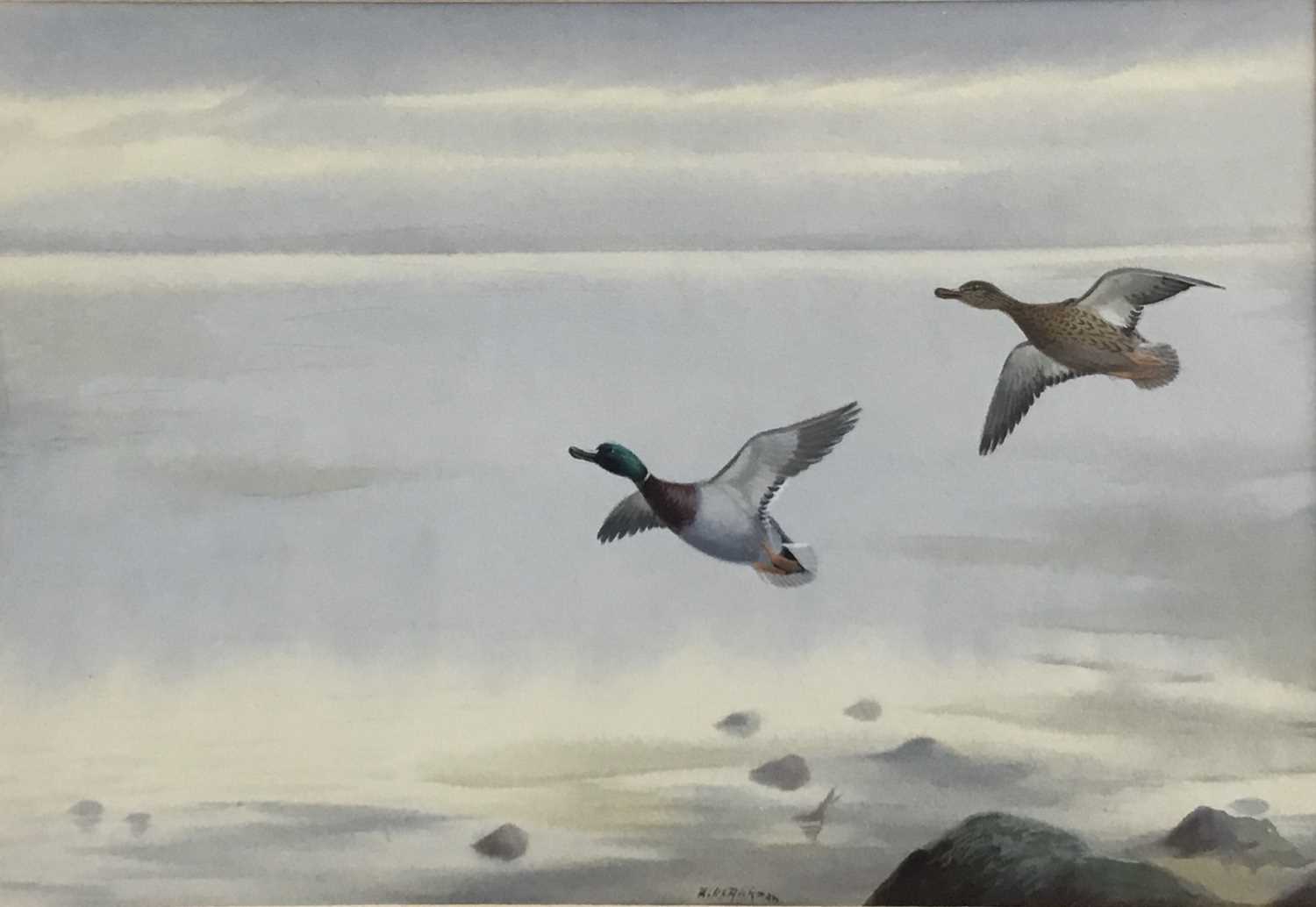 Philip Rickman (1891-1982) watercolour and gouache - Mallard in Flight, signed, 19cm x 28cm, in glaz