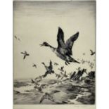 Winifred Austen (1876-1964), two signed etchings, wildfowl in flight, 26cm x 20cm and 21cm x 29cm, m