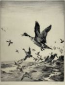 Winifred Austen (1876-1964), two signed etchings, wildfowl in flight, 26cm x 20cm and 21cm x 29cm, m