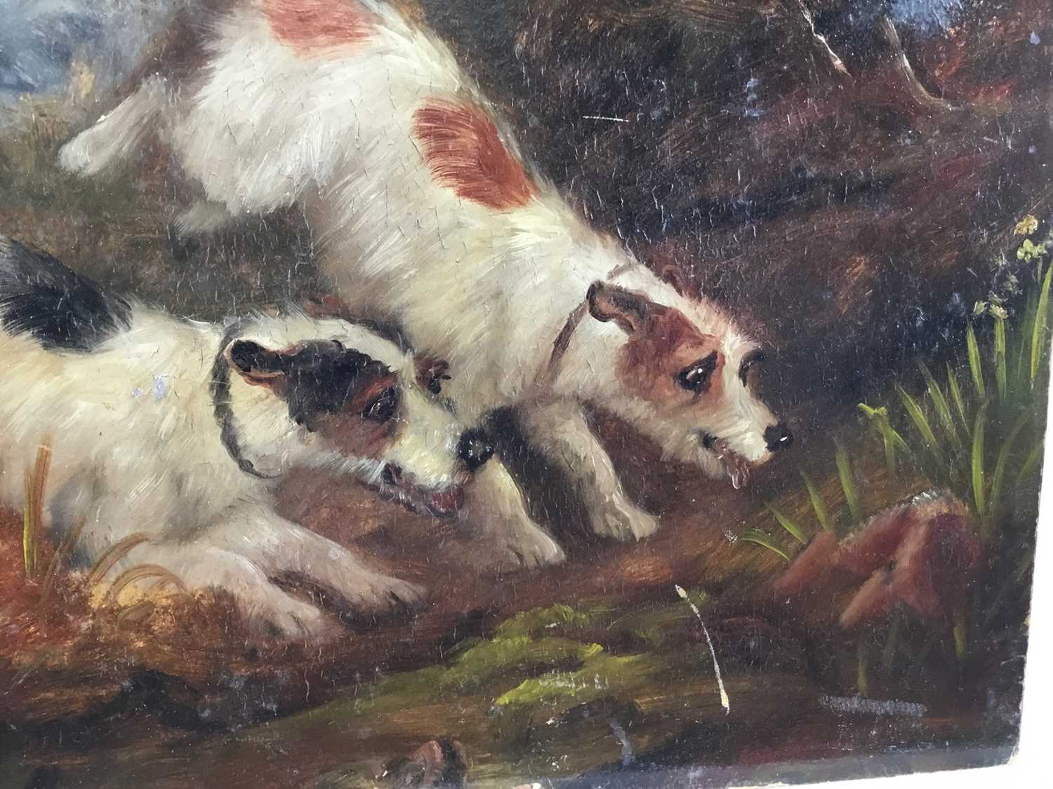 Attributed to Edward Armfield oil on board, a pair, Terrier Dogs rabbiting, - Image 6 of 7