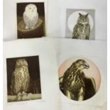 Alex MacKay, contemporary, group of five signed etchings of owls and a falcon, each with artists bli