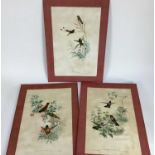 Gould & Richter, three hand coloured lithographs of Humming Birds, published by Hullmandel & Walton,