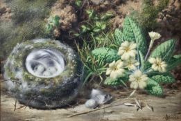 John Sowden (1838-1926) watercolour, study of bird nest and cowslips, signed, 19 x 28cm. Provenance: