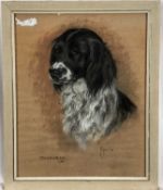 Majorie Cox (1915-2003) pastel portrait of a spaniel, and two similar pastels of spaniels, each in g