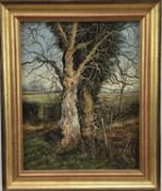 Edward Stamp (b. 1939) oil on board, Old ash tree