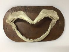 Very scary shark jaw, mounted