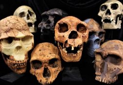 Collection of sixteen model skulls by Bone Clones