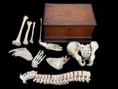 Homo sapiens: a group of bones in a Victorian mahogany casket