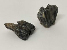 Two woolly rhino teeth, discovered on the North Sea bed