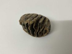 A rare baby woolly mammoth tooth, discovered on the North Sea bed