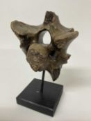 Ancient vertebra, possibly a Red Deer, on an ebonised base