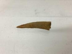 Coloborhynchus tooth